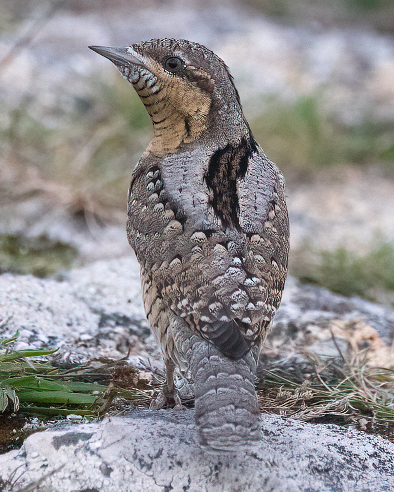 Wryneck